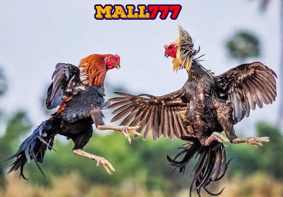 Khuyến mãi hấp dẫn hoàn trả đá gà lên đến 2.5% cho cược thủ tại Gemwin