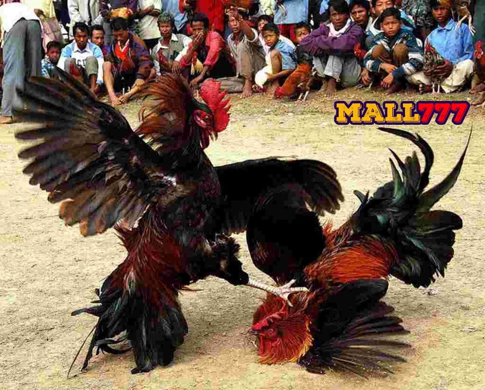 Danh sách 3 nhà cái đá gà uy tín nhất Việt Nam hiện nay