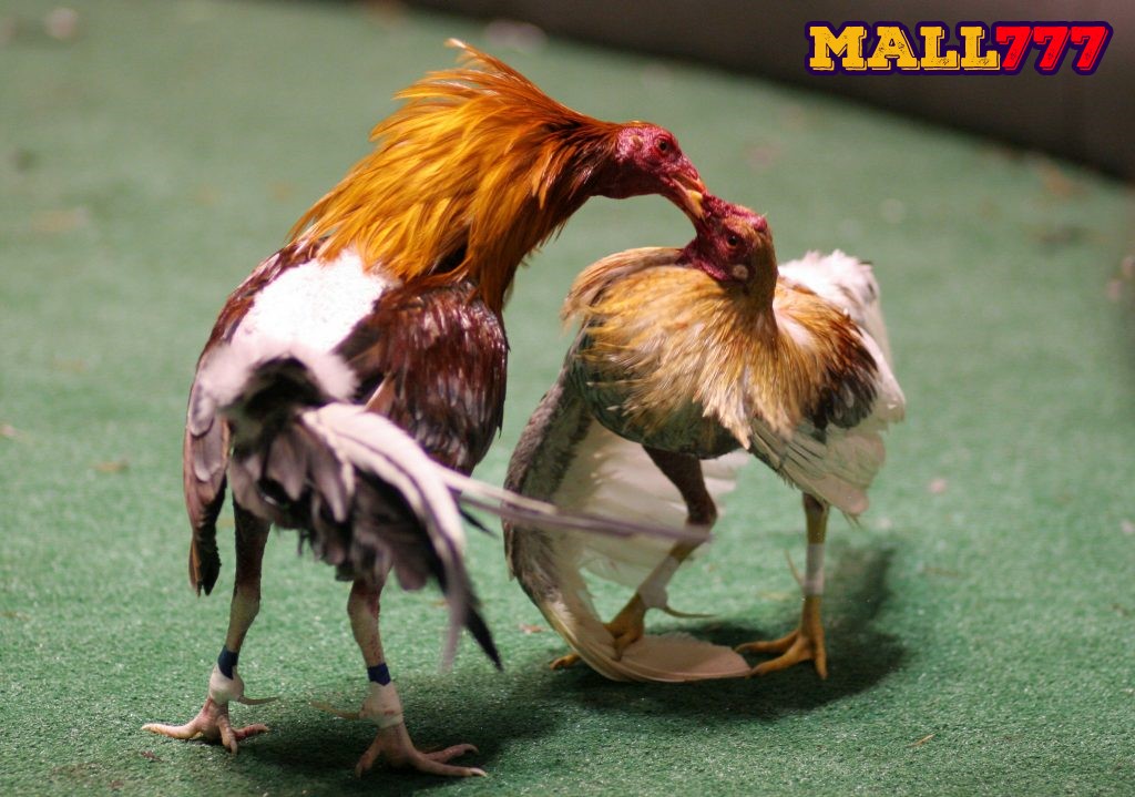 Những ngày thịnh suy của quý kê chơi đá gà phải biết trước khi ra trận