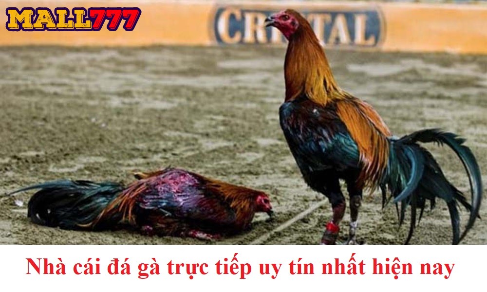 Top những nhà cái đá gà uy tín nhất hiện nay mà bạn nên lựa chọn