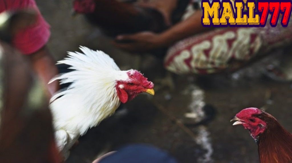 Tiêu chí lựa chọn được nhà cái đá gà uy tín ở Việt Nam?