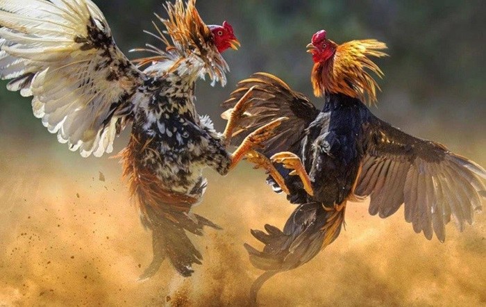 Bóc trần 3 bí kíp đá gà bịp chuyên nghiệp hốt tiền về không xuể