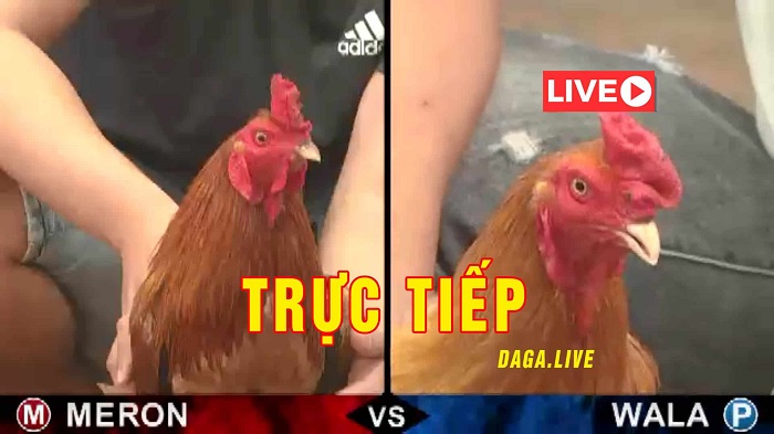 Thành tích của gà là yếu tố quan trọng giúp chúng ta có lựa chọn đúng đắn