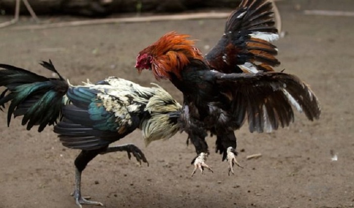 Đồ chơi đá gà bịp