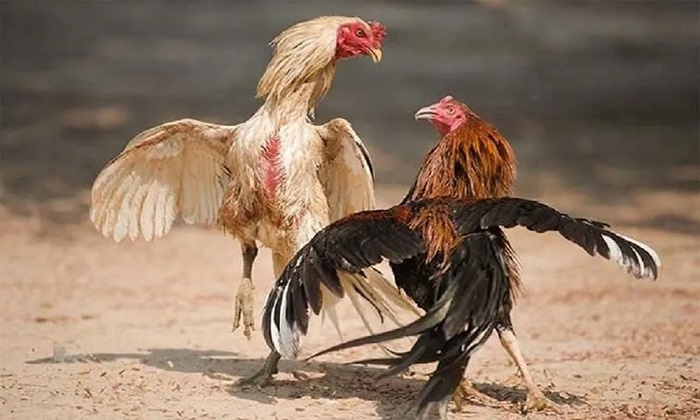 Thuốc đá gà bịp