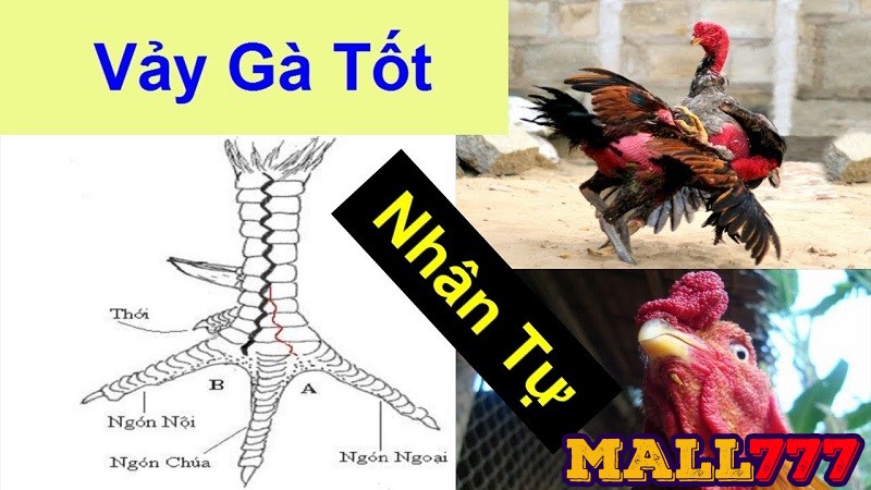 Tổng Hợp Cách Nhận Diện Những Loại Vảy Tốt – Vảy Xấu Khi chơi đá gà nhất định phải biết