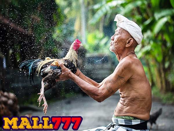 Thơ Kinh Kê – Cách chọn gà theo cổ thư Kê Kinh Diễn Nghĩa