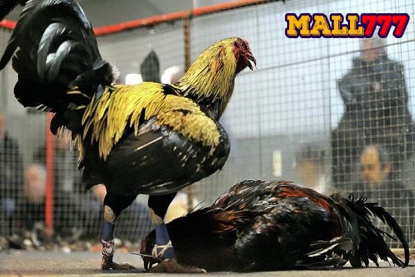 Đừng để thua độ vì quấn cựa gà đá không đúng